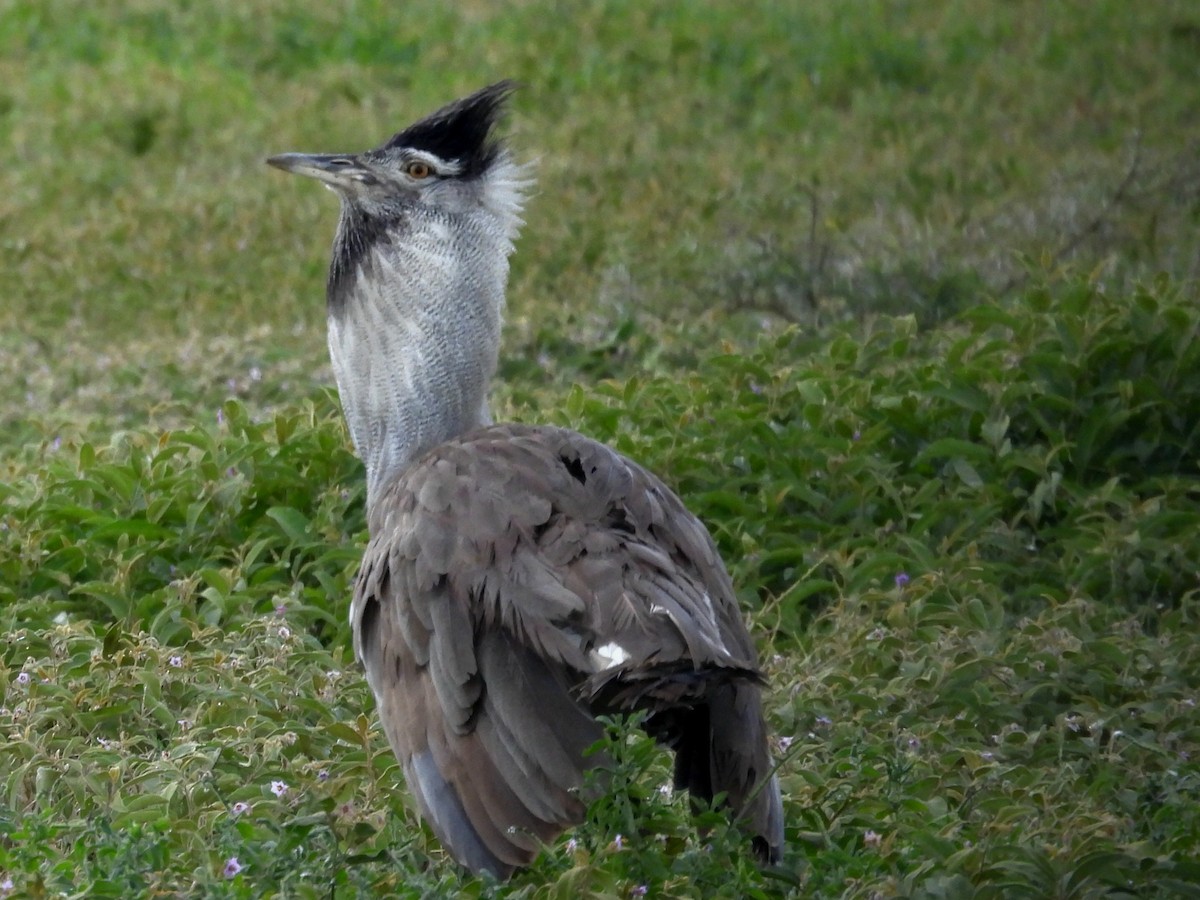 Kori Bustard - ML657920556