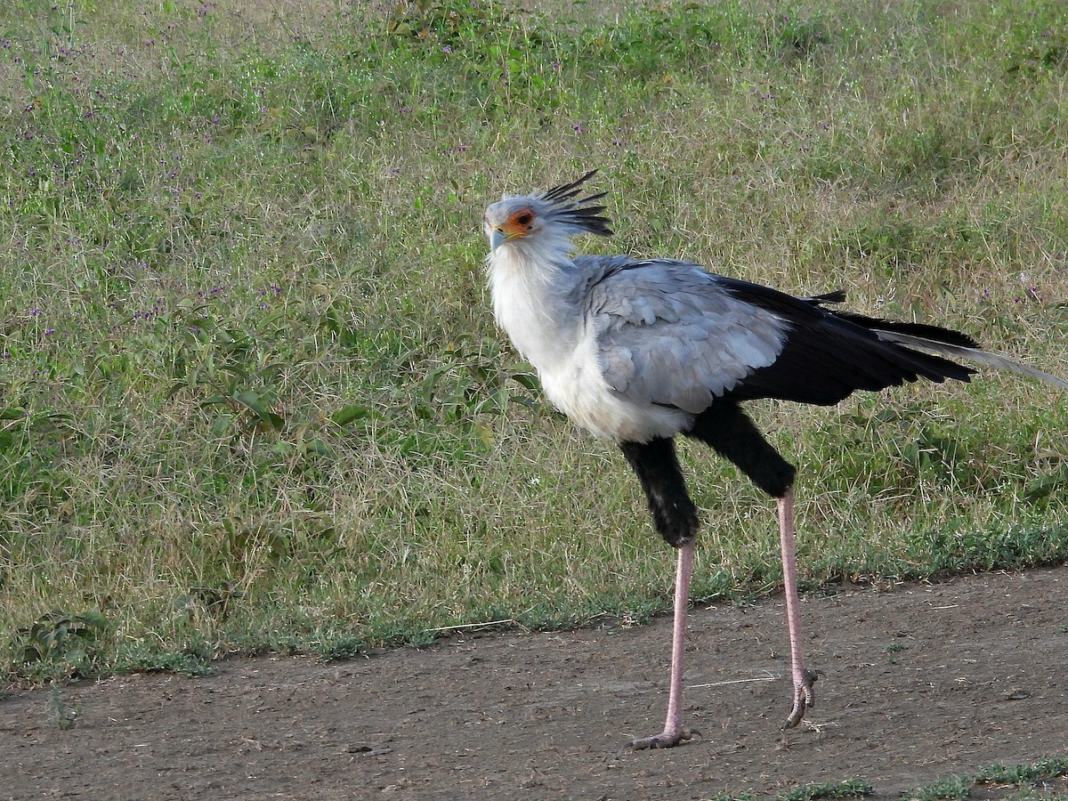 Secretarybird - ML657920607