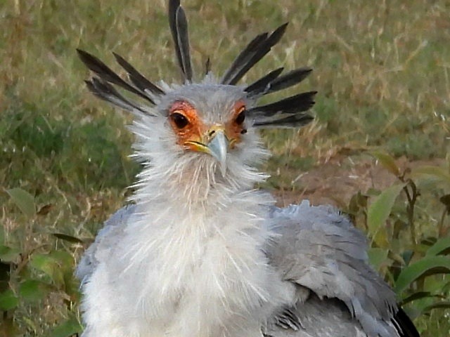 Secretarybird - ML657920621