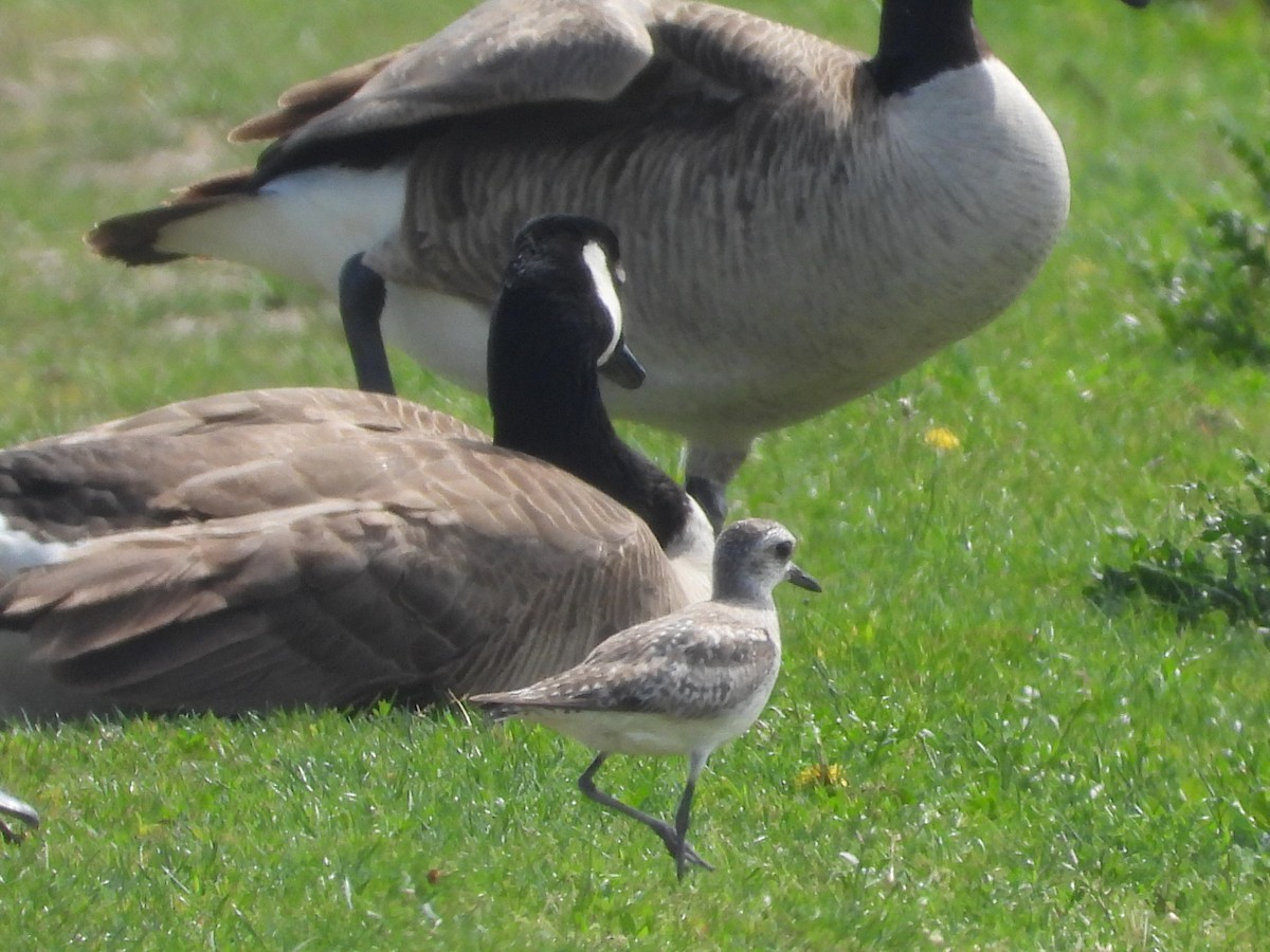 Black-bellied Plover - ML657920663