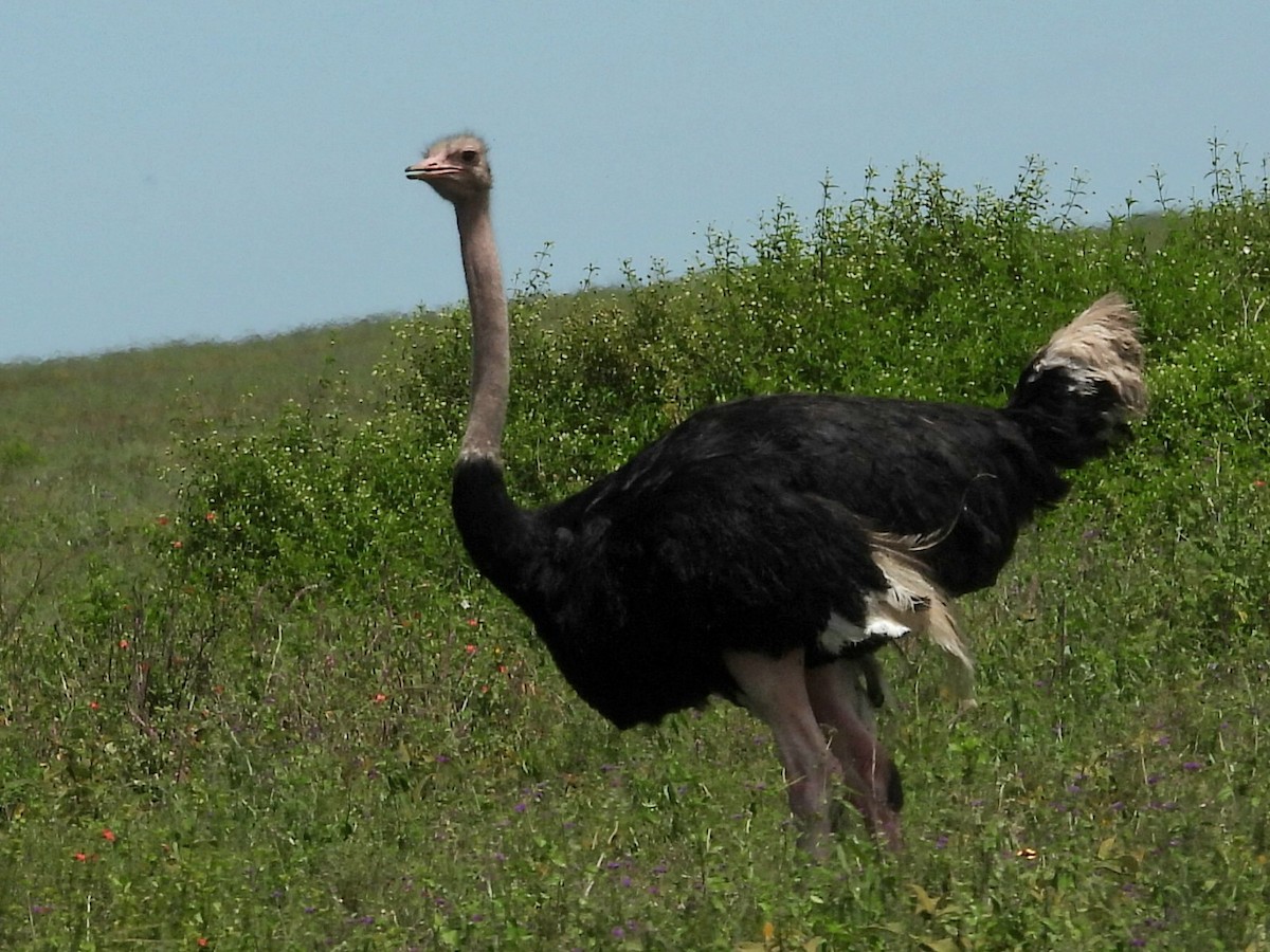 Common Ostrich - ML657920665