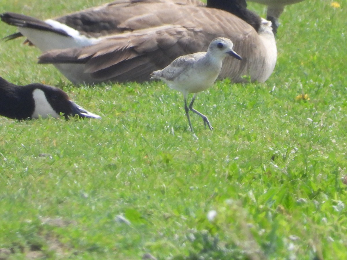 Black-bellied Plover - ML657920668