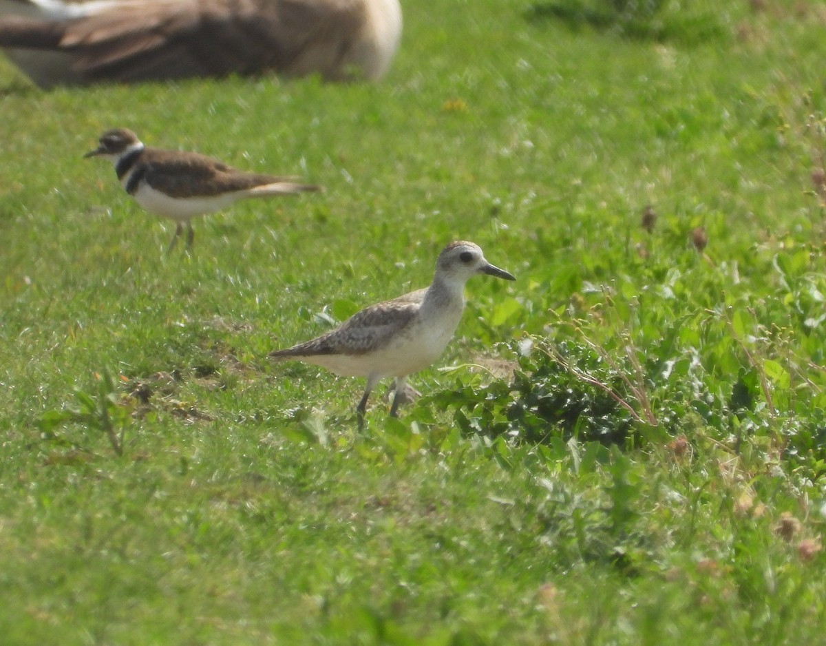 Black-bellied Plover - ML657920671