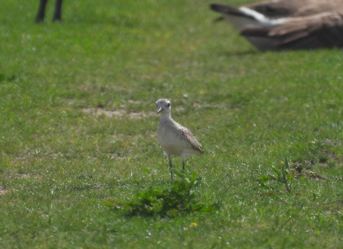 Black-bellied Plover - ML657920677