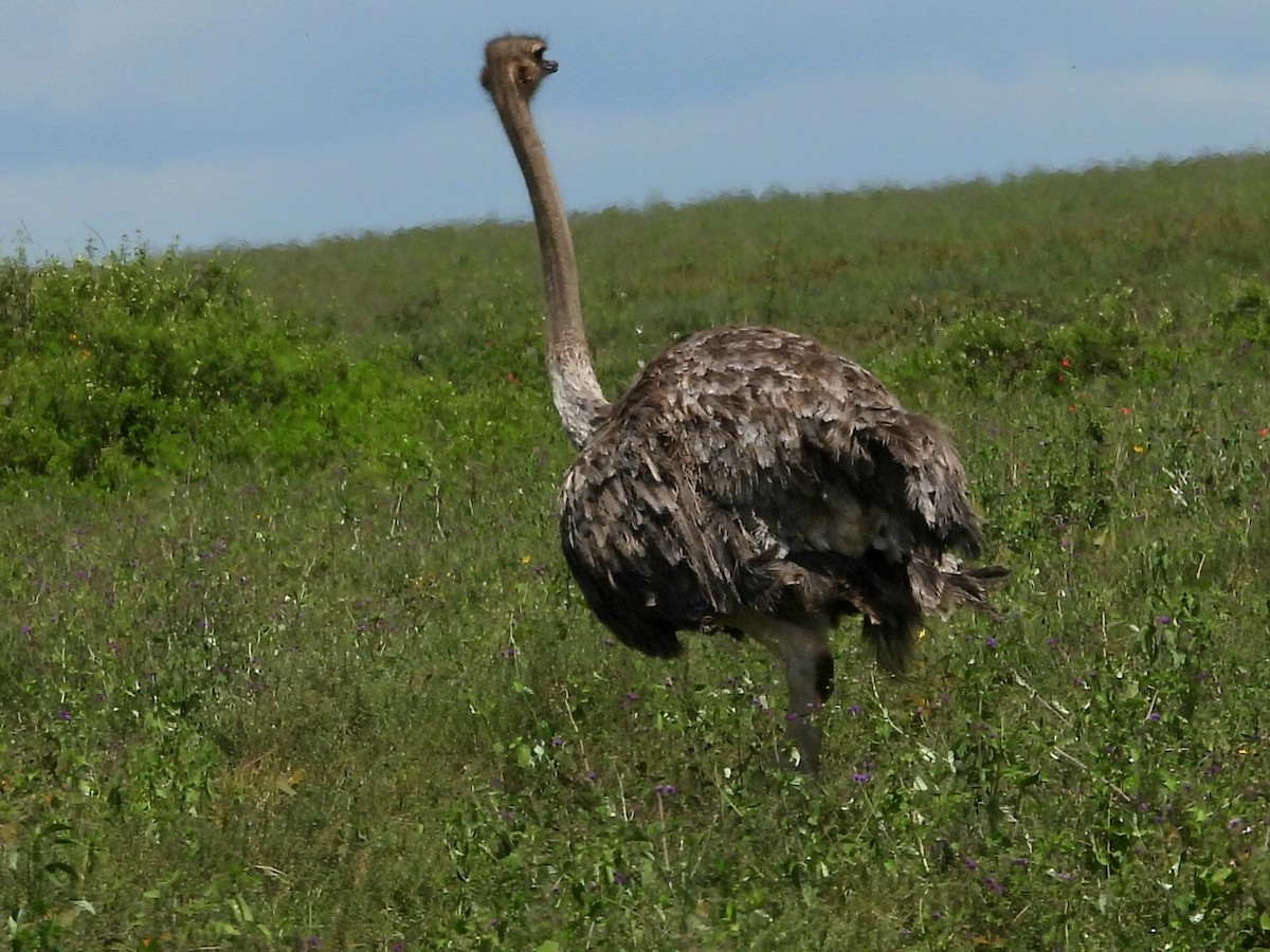 Common Ostrich - ML657920680