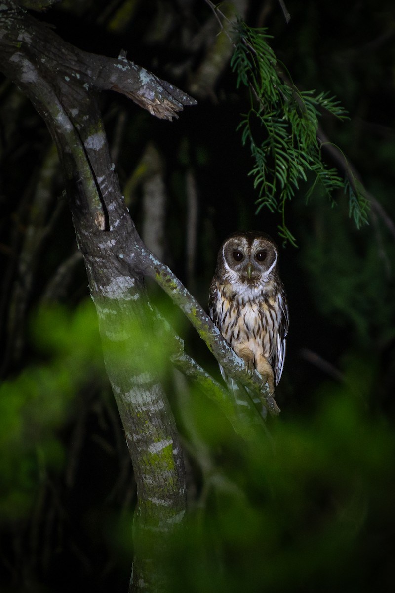 Mottled Owl - ML657920735