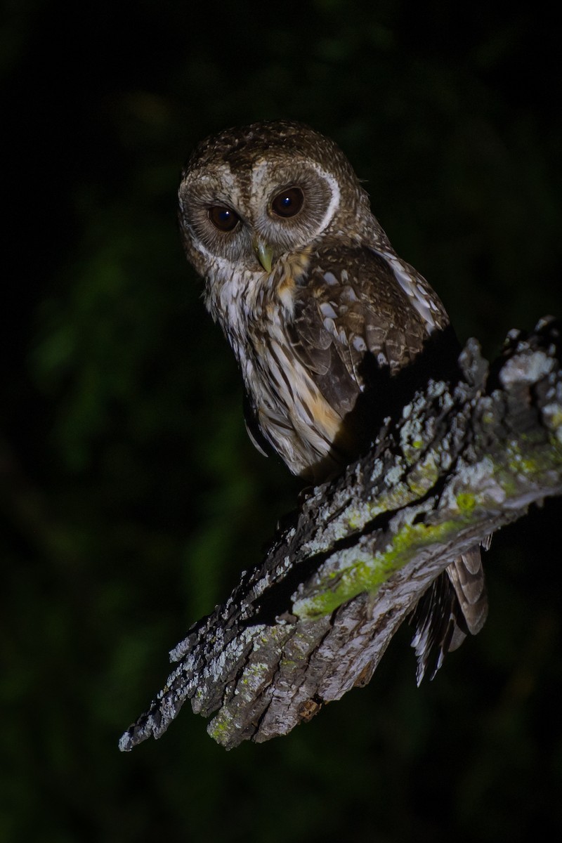 Mottled Owl - ML657920736