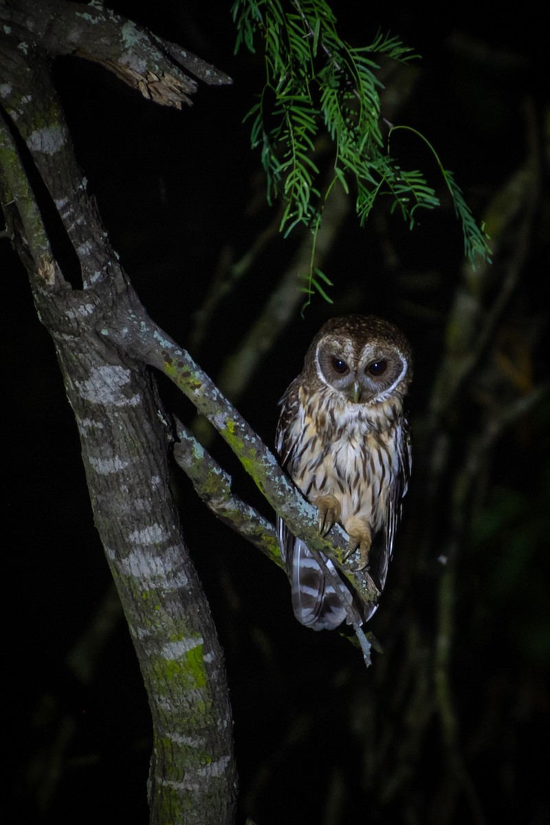 Mottled Owl - ML657920737