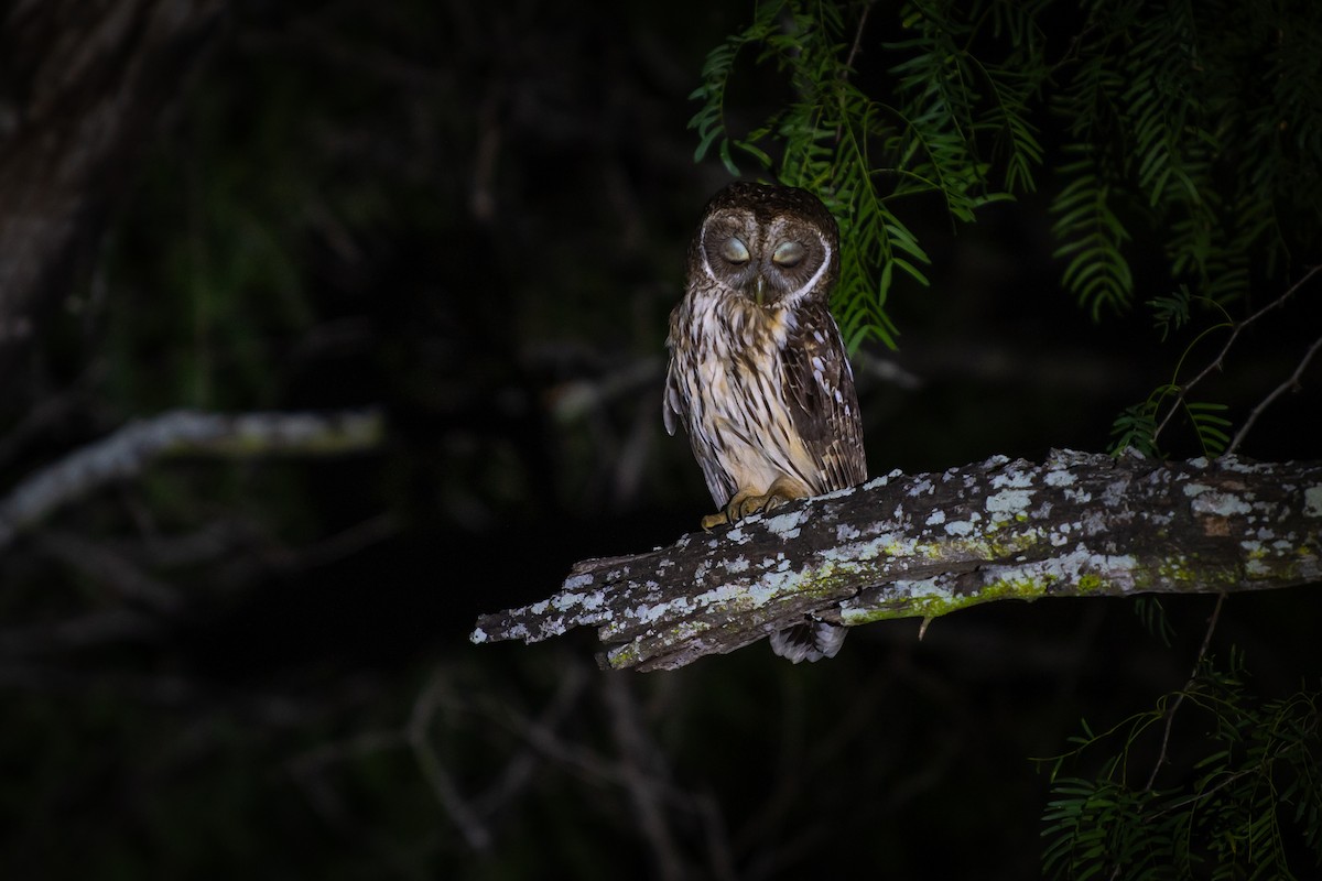 Mottled Owl - ML657920738