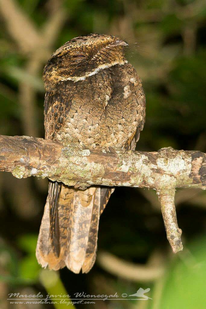 Rufous Nightjar - ML65792081