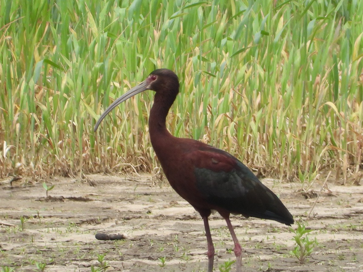 White-faced Ibis - ML657920845