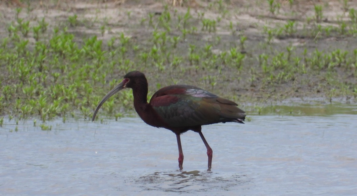 White-faced Ibis - ML657920924