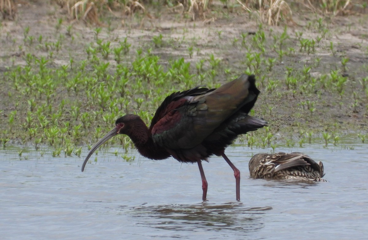 White-faced Ibis - ML657920926