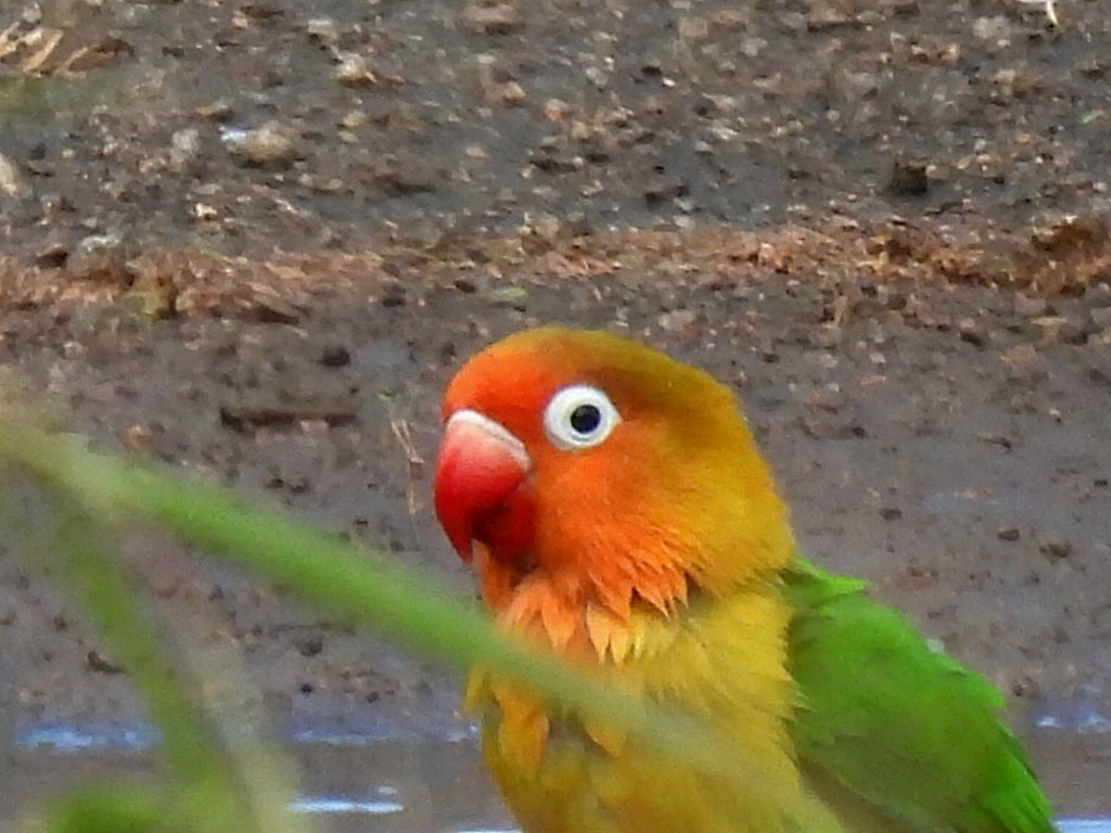 Fischer's Lovebird - ML657921045