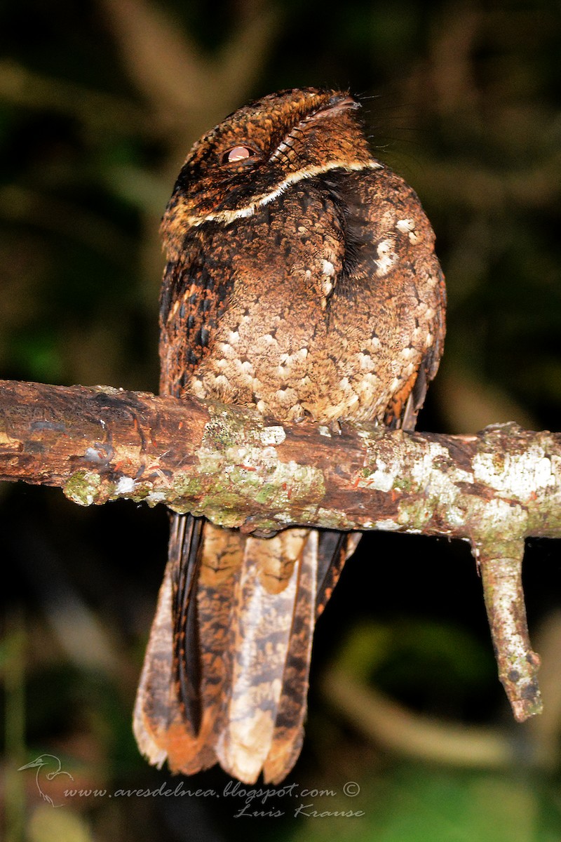 Rufous Nightjar - ML65792111