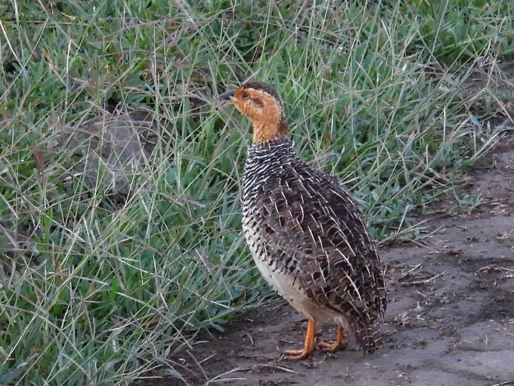Coqui Francolin - ML657921358