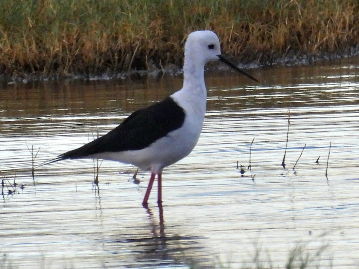 Black-winged Stilt - ML657921422