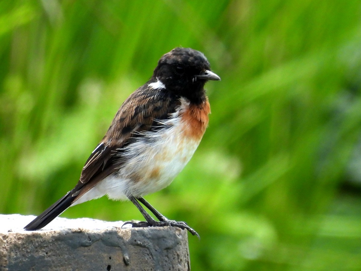African Stonechat - ML657921877