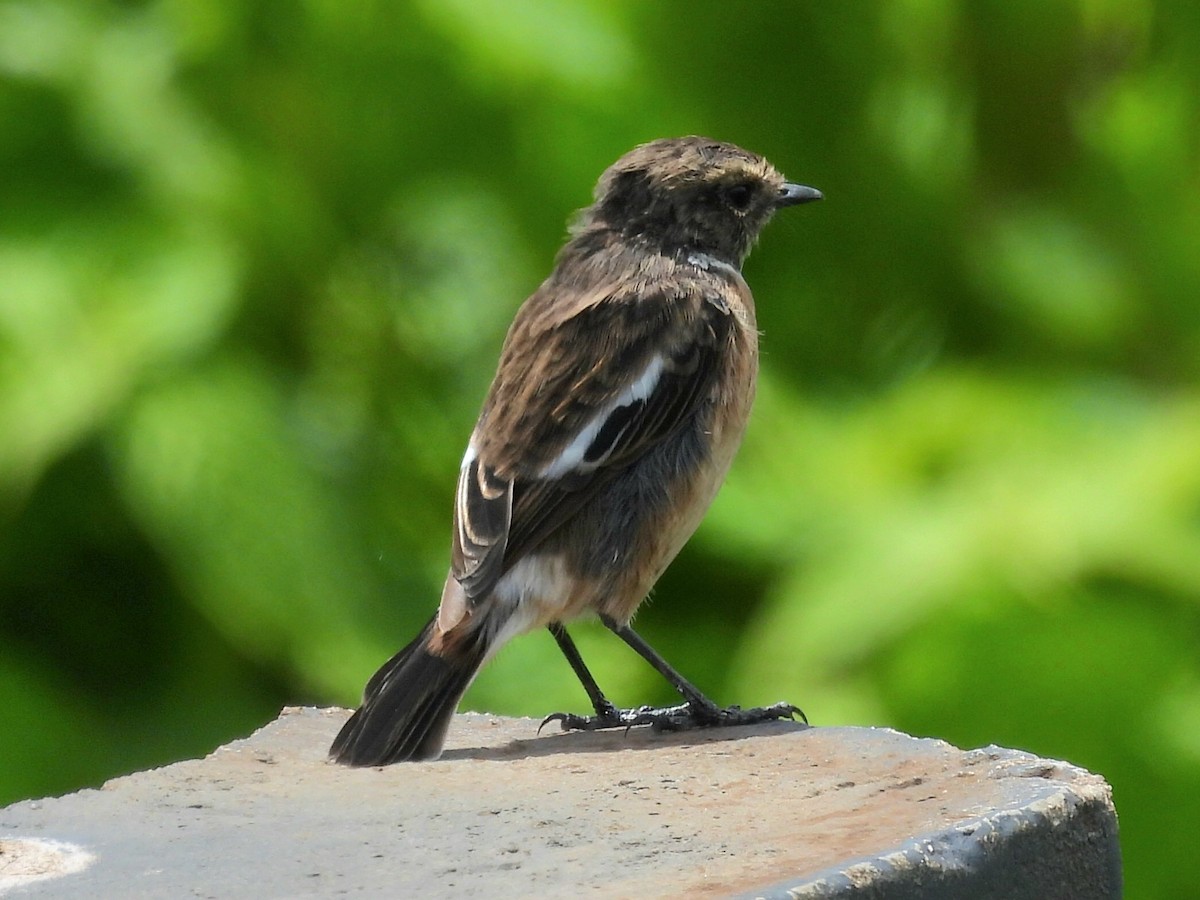 African Stonechat - ML657921893