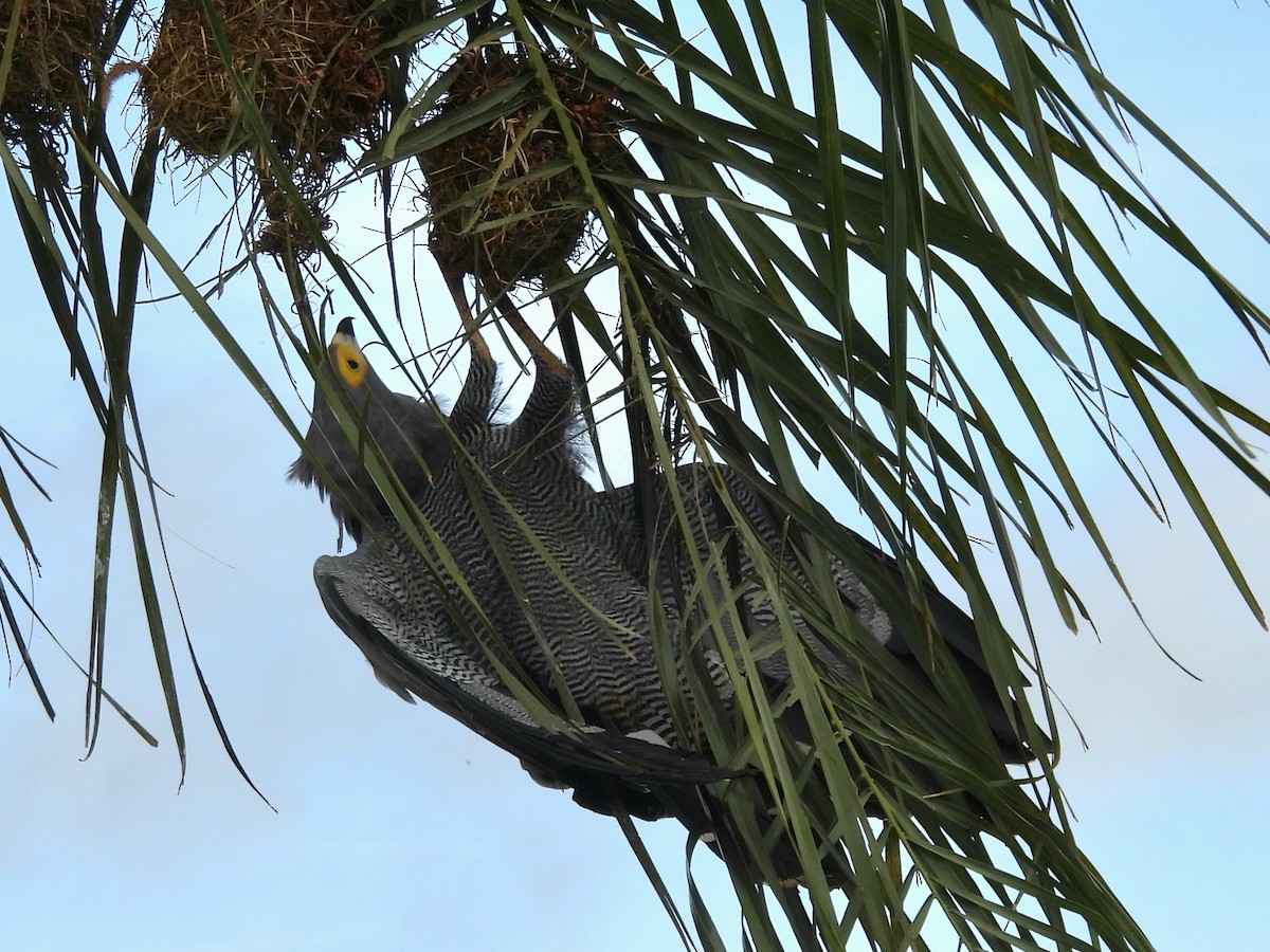 African Harrier-Hawk - ML657922287