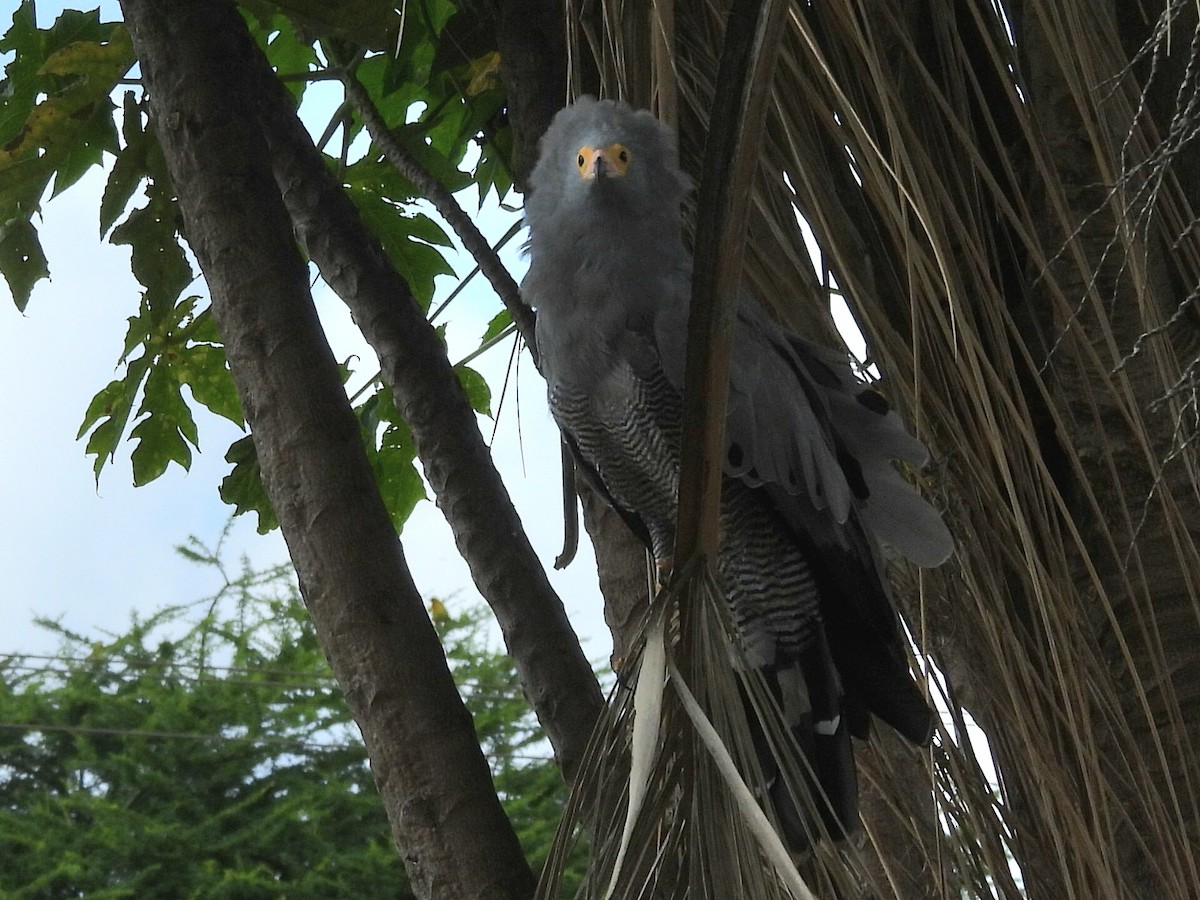 African Harrier-Hawk - ML657922327