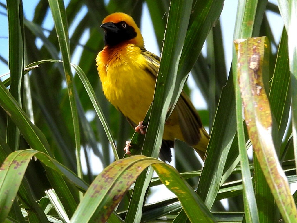 Speke's Weaver - ML657922810