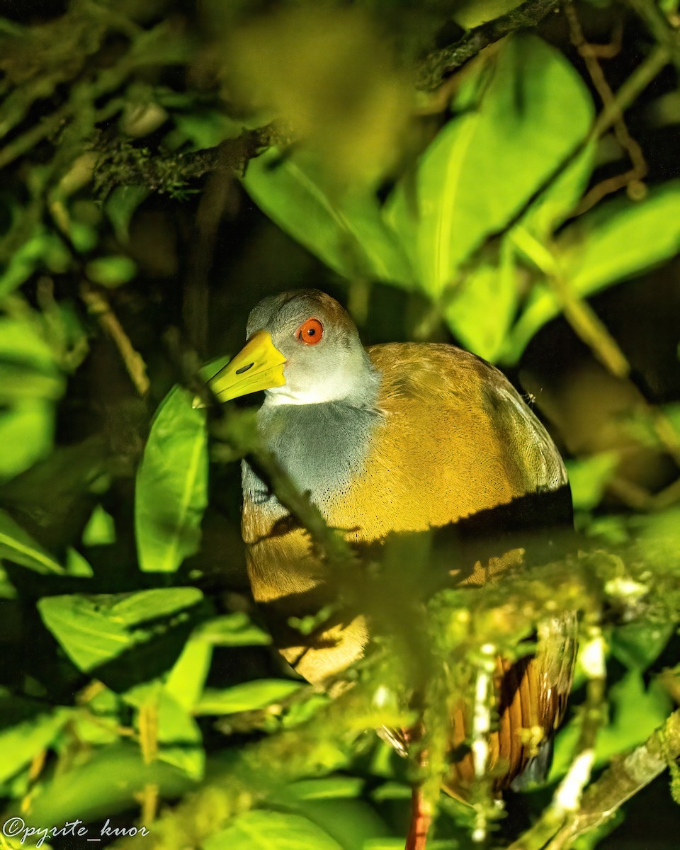 Russet-naped Wood-Rail - ML657923052