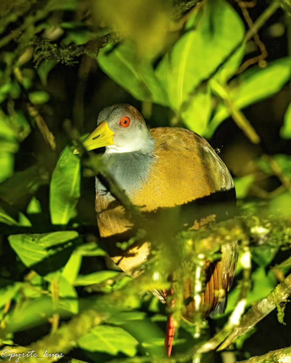 Russet-naped Wood-Rail - ML657923053