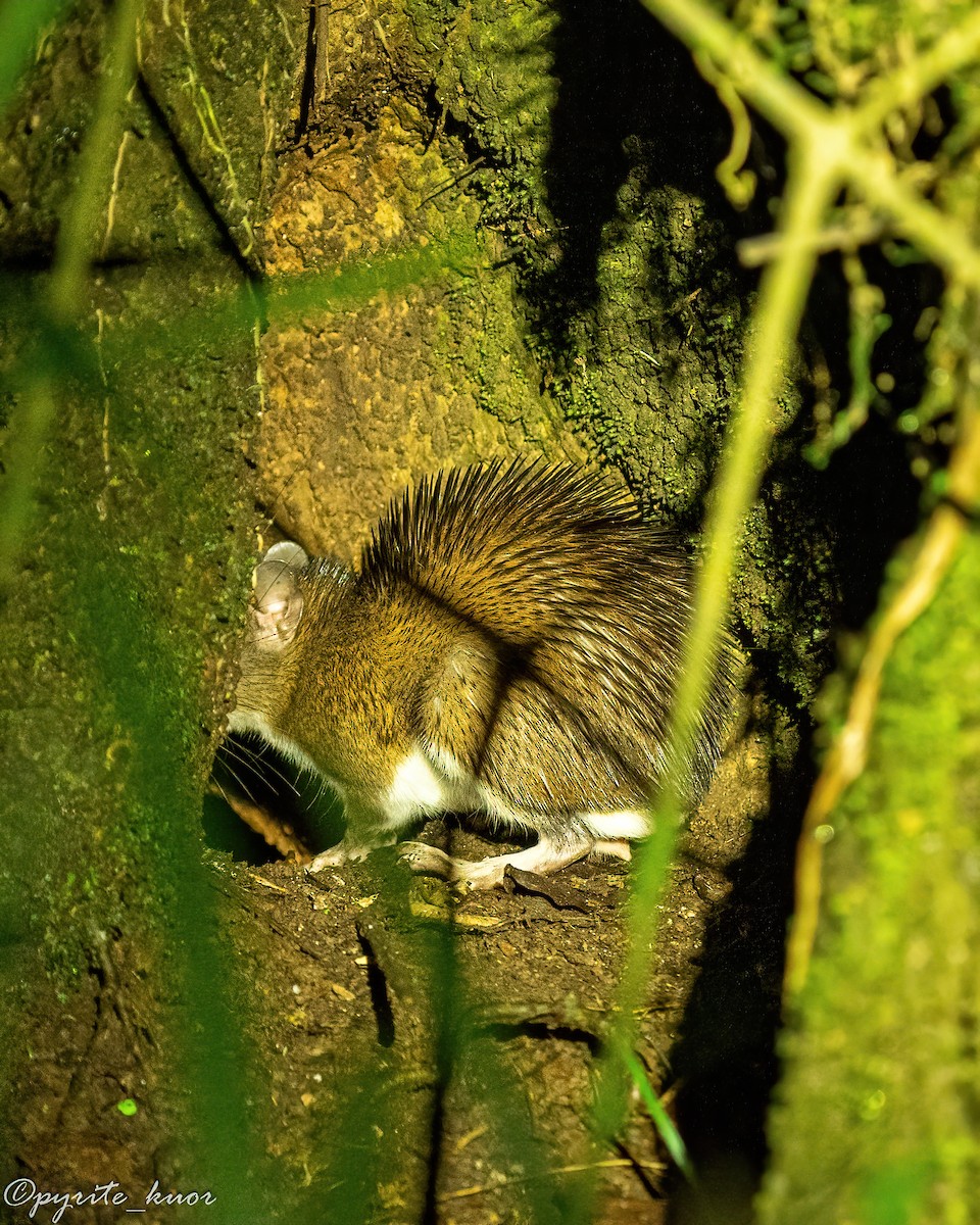 Armored Rat - ML657923092