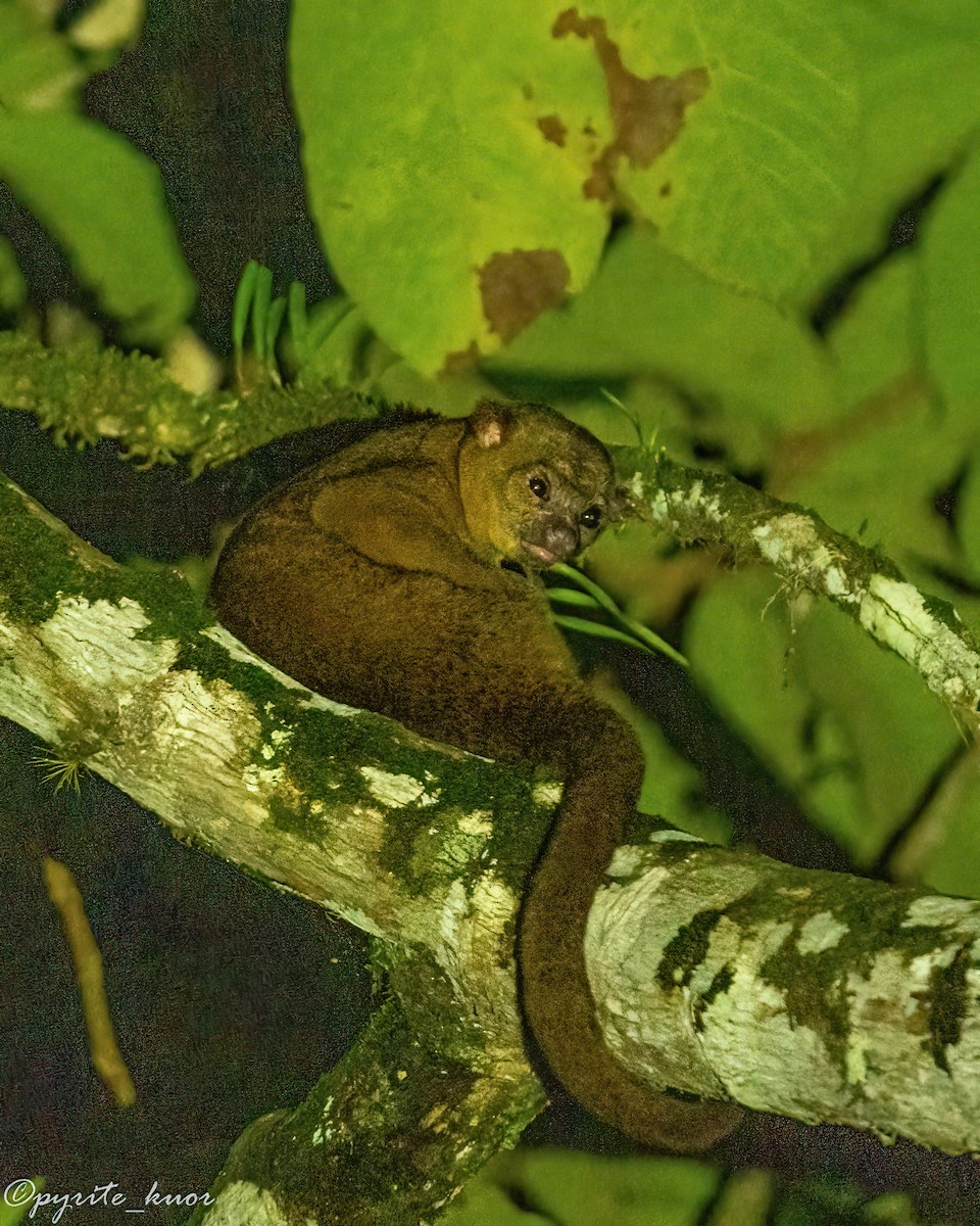 Central American Kinkajou - ML657923093