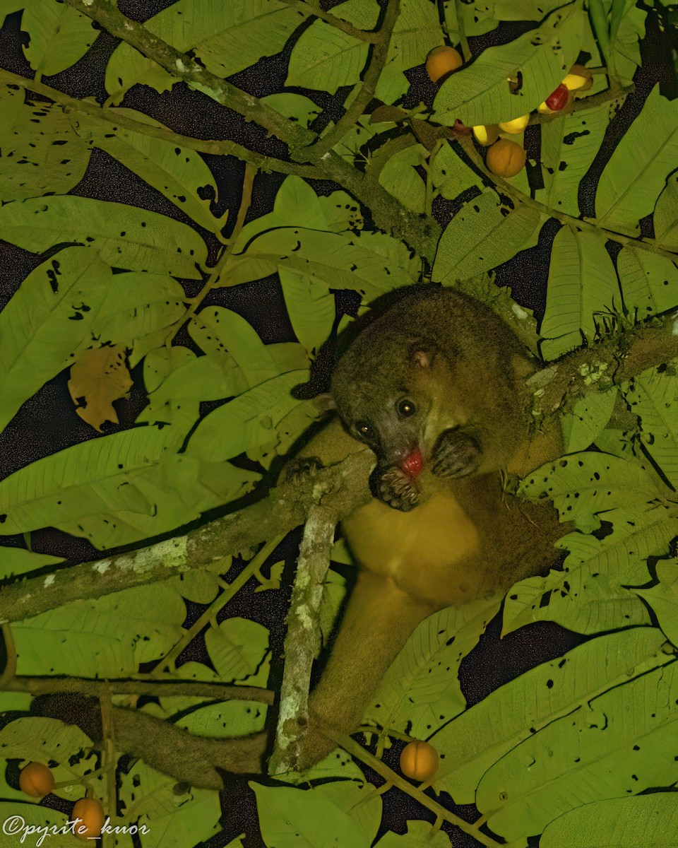 Central American Kinkajou - ML657923094