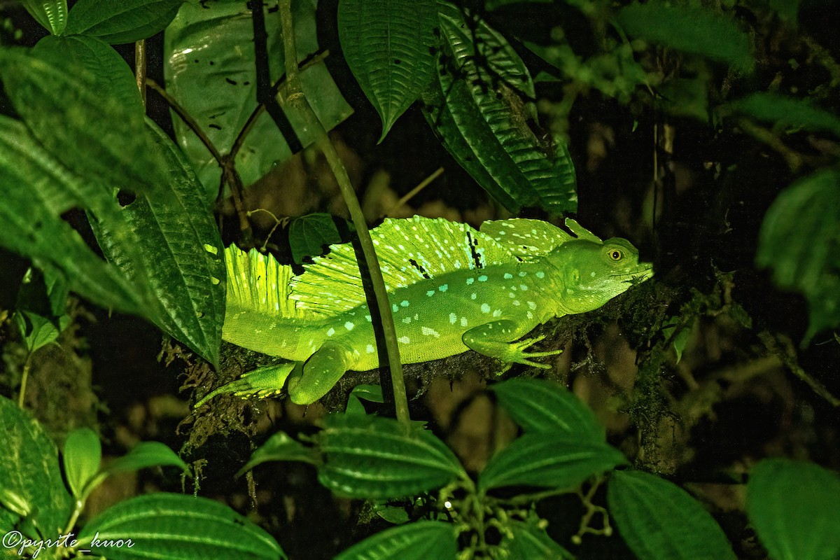 Green Basilisk - ML657923095