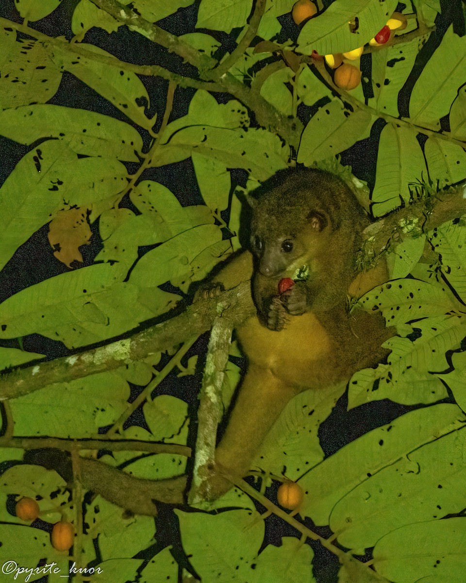 Central American Kinkajou - ML657923096