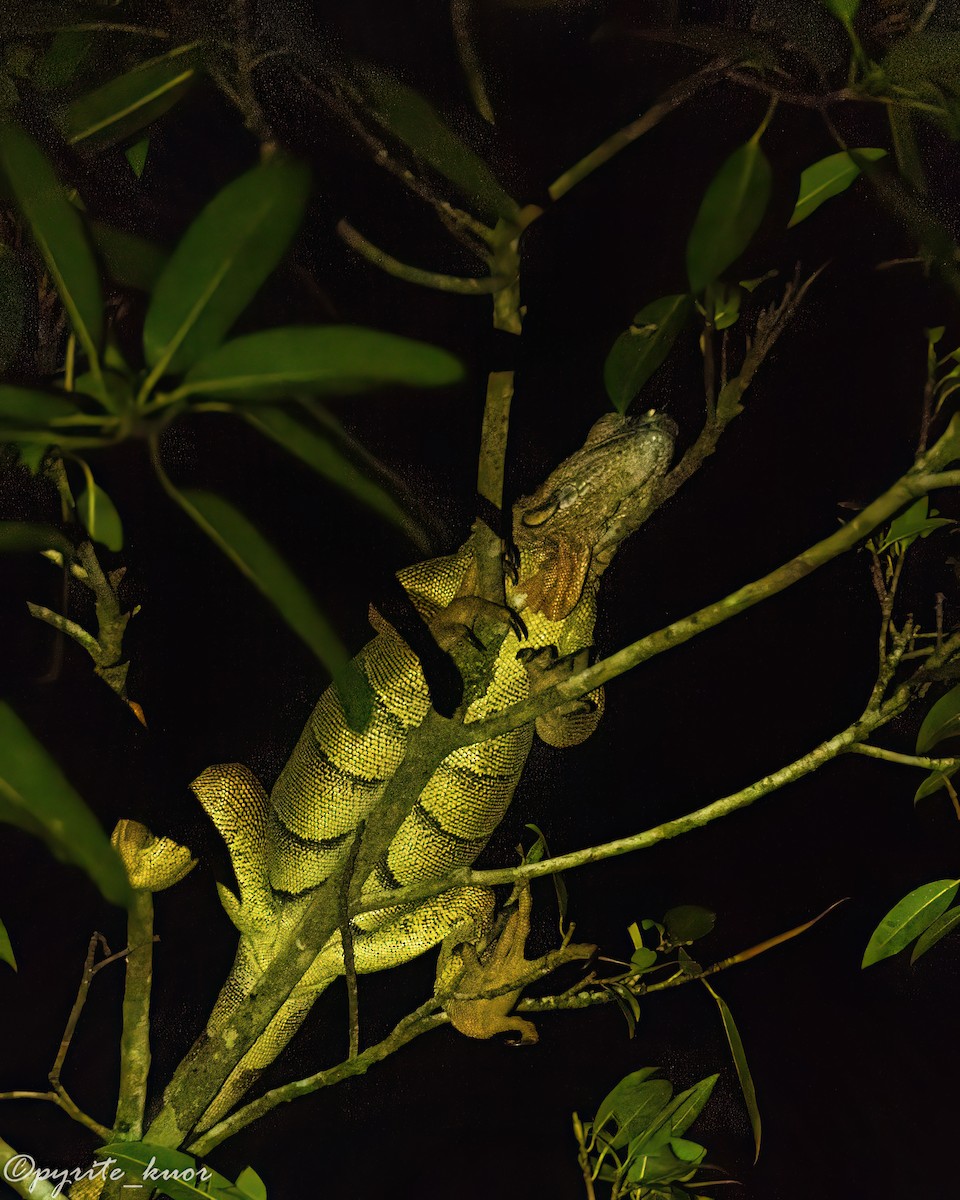 Green Iguana - ML657923097