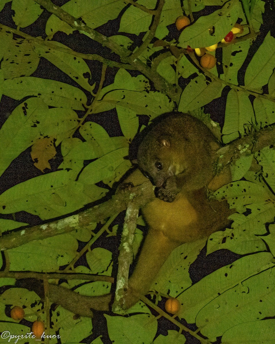 Central American Kinkajou - ML657923098