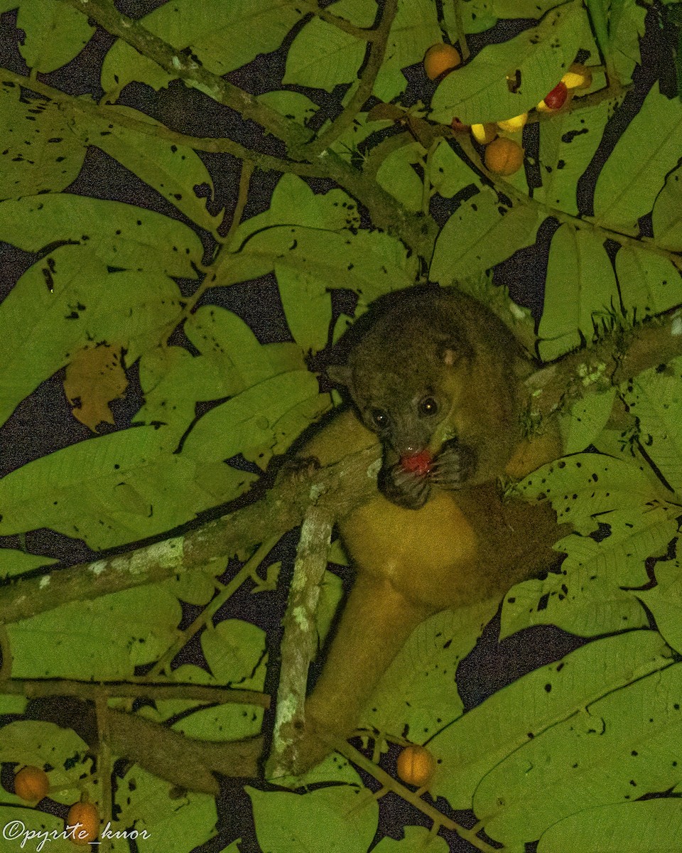 Central American Kinkajou - ML657923099