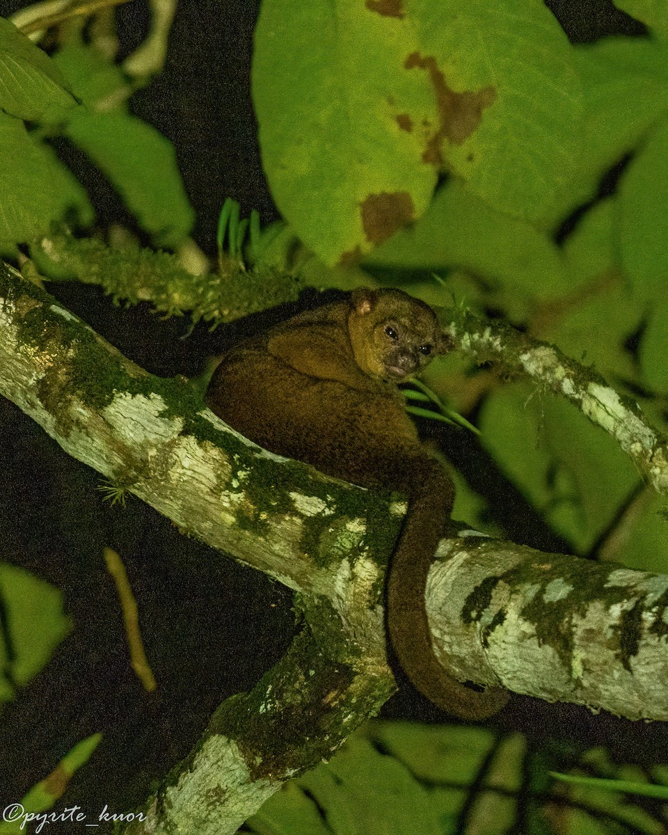 Central American Kinkajou - ML657923100