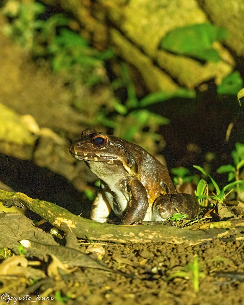 Savage's Thin-toed Frog - ML657923102