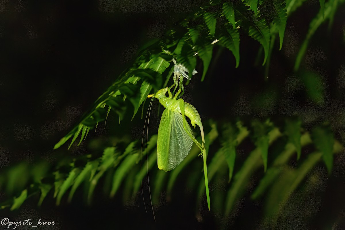 Katydids - ML657923103