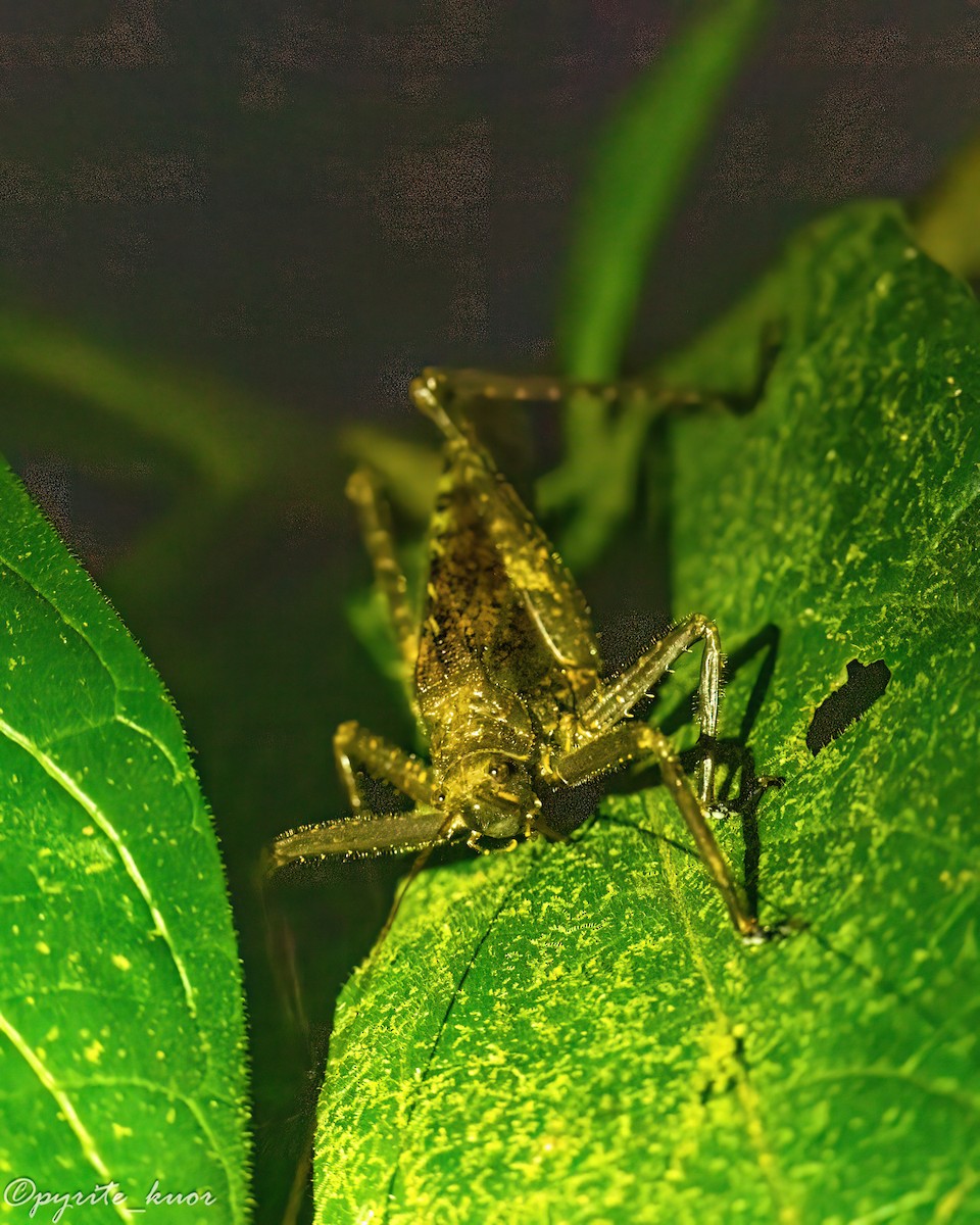 Katydids - ML657923104