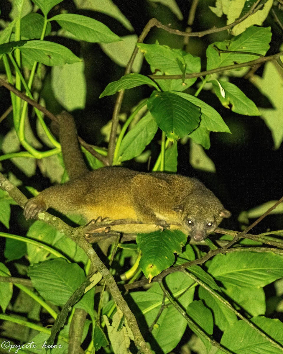 Central American Kinkajou - ML657923105