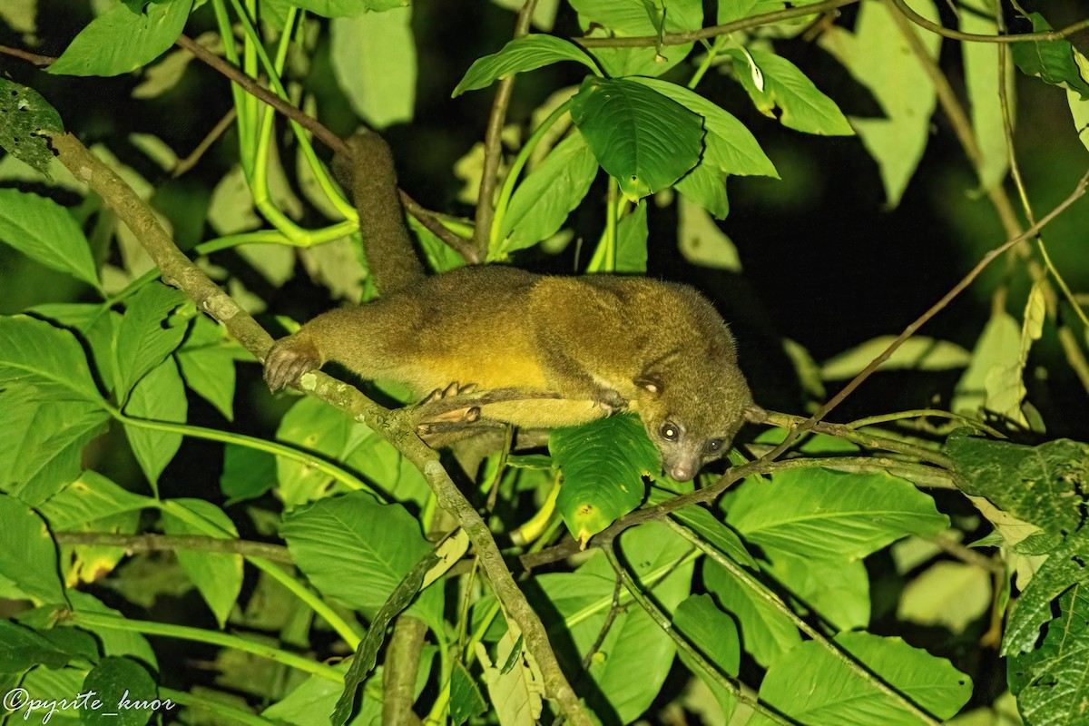 Central American Kinkajou - ML657923106