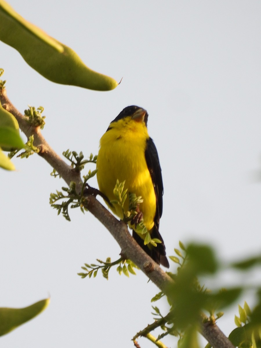Lesser Goldfinch - ML657923110