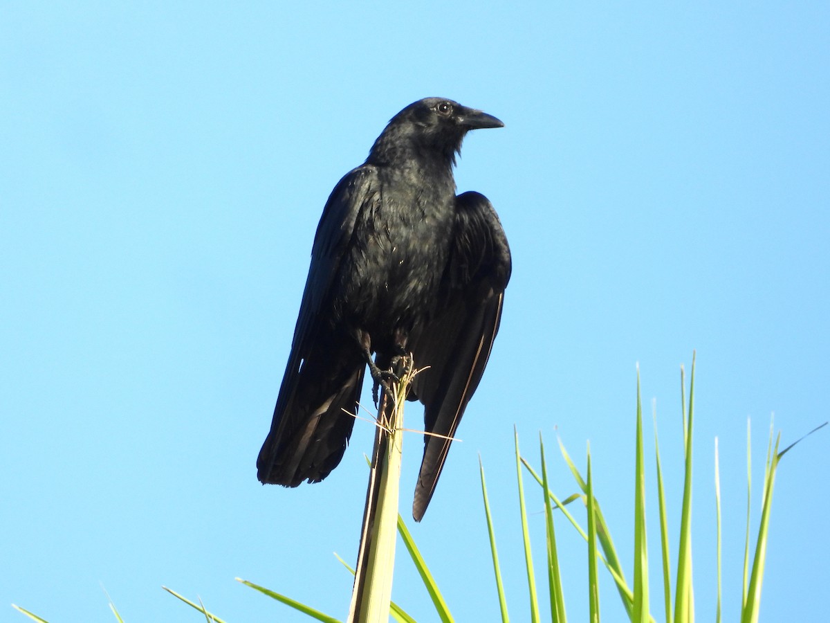 Fish Crow - ML657923405