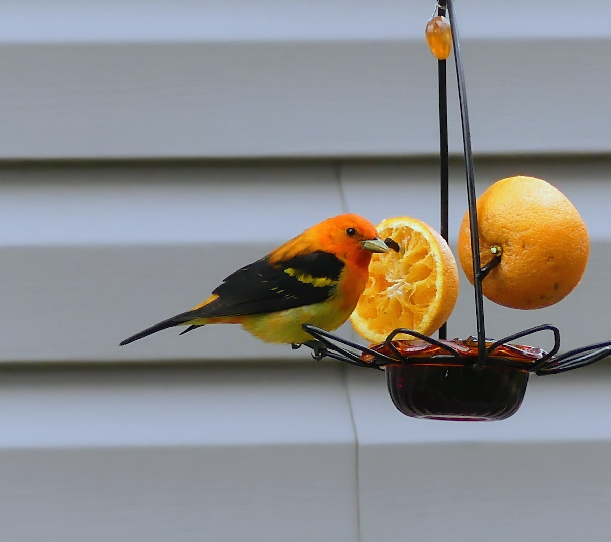 雑種 アカフウキンチョウ x ニシフウキンチョウ - eBird