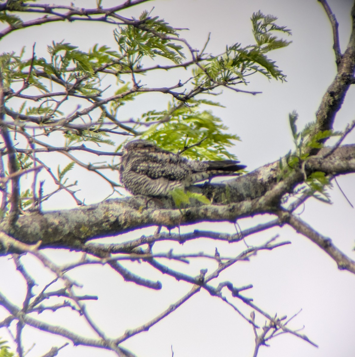 Common Nighthawk - ML657923909