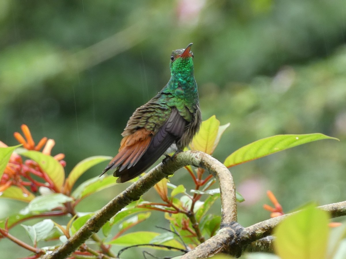 Rufous-tailed Hummingbird - ML657924305