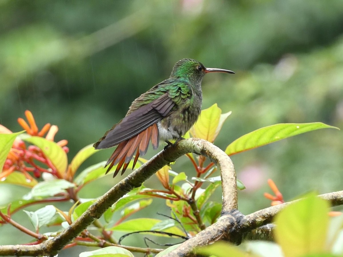 Rufous-tailed Hummingbird - ML657924306