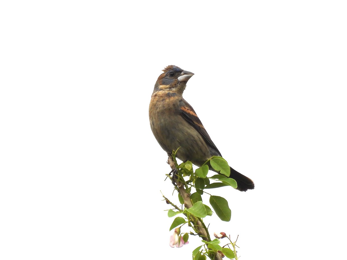 Blue Grosbeak - ML657924473