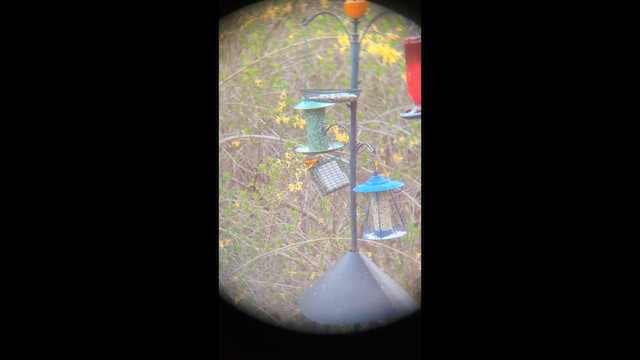 Turpial de Baltimore - ML657924499